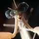 Illustration for article titled The Most Amazing Science Images Of 2014